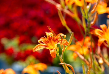 Bright, orange Hemerocallis flowers in a blurred garden background
