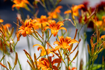 Bright, orange Hemerocallis flowers in a blurred garden background
