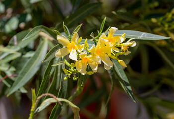 Yellow oleander flowers in the park
