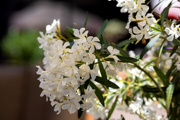White oleander flowers in the park
