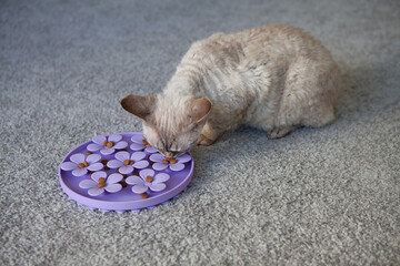 Сat eating dry kibble from a purple flower-shaped slow feeder on a soft carpet. The image captures a cozy indoor setting with a focus on mindful pet feeding and feline health. cat care, pet products