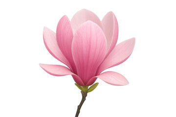 Fototapeta premium Delicate pink magnolia blossom floating against transparent backdrop, highlighting floral elegance and springtime freshness