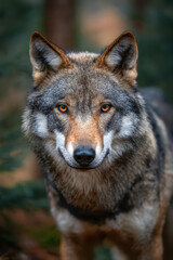 Fototapeta premium Wolf Frontal Portrait: Direct Gaze