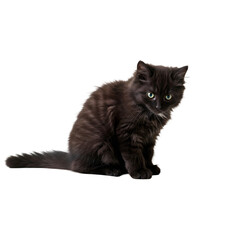 Mysterious Black Cat A Studio Portrait isolated on transparent background