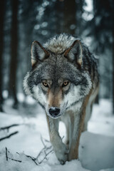 Obraz premium Wolf in Snowy Forest: Wild Animal in Winter