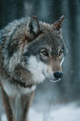 Fototapeta premium Wolf in Snowy Forest Winter Wonderland Scene Wild Animal in Cold Environment