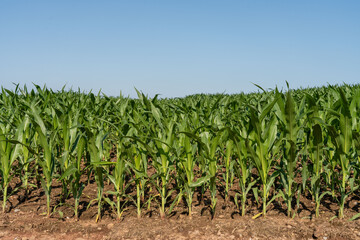 Lush Green Cornfield