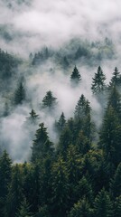 Misty forest mountain top view, peaceful