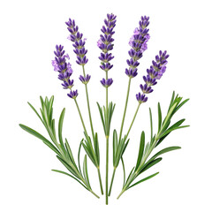 Obraz premium A fan of fresh lavender sprigs and green rosemary leaves on a black background