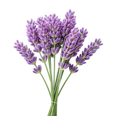 Fototapeta premium A bunch of fresh lavender flowers tied together on a black background