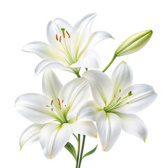 Fototapeta premium Three elegant white easter lilies with a bud against a stark black background