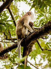 monkey on tree in nature park thailand