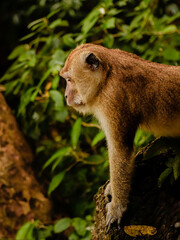 monkey on tree in nature park thailand