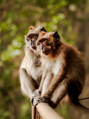 monkey on tree in nature park thailand