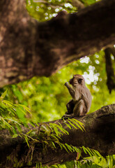 monkey on tree in nature park thailand