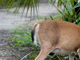 white tail of a Florida deer