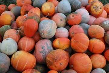 pumpkins for sale