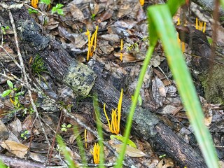 A fungus Golden Spindles or Spindle-shaped Fairy Club Mushroom