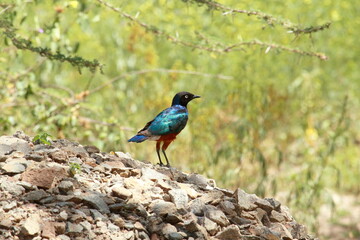 caracias caudatus in Serengeti national park, Tanzania