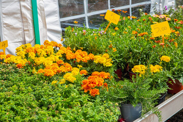 Colorful marigold flowers with price tags at garden center market