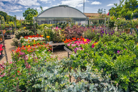 Colorful garden center nursery with greenhouse and flowering plants. - Powered by Adobe