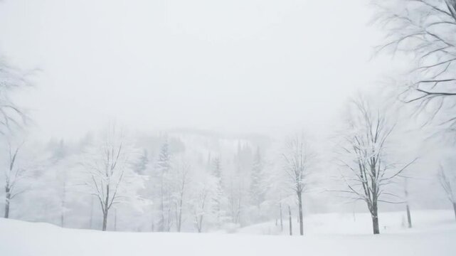 Trees swaying gently during blizzard, soft white motion and silence  