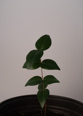 Planta en fondo blanco