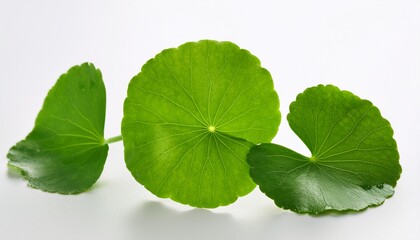 centella asiatica leaf for cosmetic use white background
