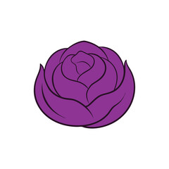 Curled purple cabbage leaves flat colorful artistic layout Vector illustration
