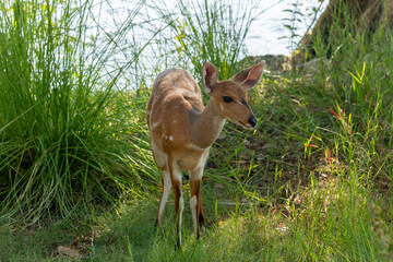 A cute female bushbuck (Tragelaphus sylvaticus), also known as a Cape bushbuck or imbabala, along the bank of the Chobe River, Botswana