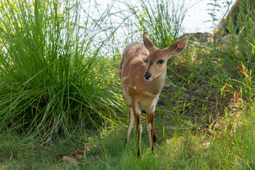 A cute female bushbuck (Tragelaphus sylvaticus), also known as a Cape bushbuck or imbabala, along the bank of the Chobe River, Botswana