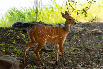 A cute female bushbuck (Tragelaphus sylvaticus), also known as a Cape bushbuck or imbabala, along the bank of the Chobe River, Botswana