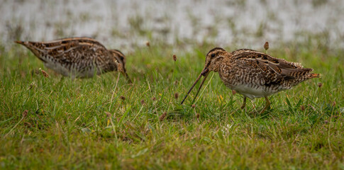Two common snipes foraging and eating earthworms on grass at Musselburgh lagoons near Edinburgh