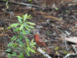 A red Cardinal on the grass