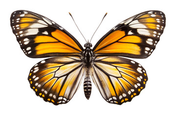 Fototapeta premium Striking Orange and Black Butterfly High-Resolution Insect Photography