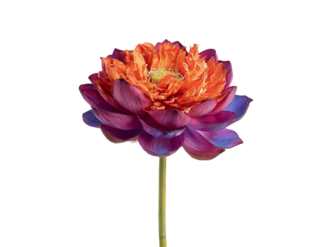 Vibrant purple and orange lotus flower isolated on black background, Isolated On Transparent Background, Png