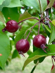 Paradise apple