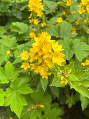 Large yellow loosestrife