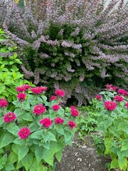scarlet bee balm and barberry evergreen shrubs