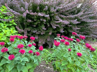 scarlet bee balm and barberry evergreen shrubs