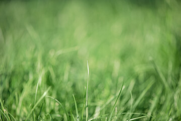 A few blades of grass in focus and a defocused part. Green lawn.