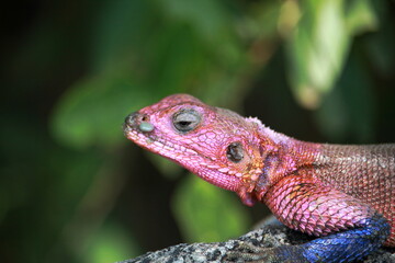 Agama lizards in its colorful form, Tanzania, Africa