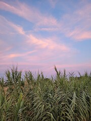 Scenic countryside landscape during sunset. The image captures the warm tones of the setting sun over natural fields, creating a peaceful and serene rural atmosphere, perfect for themes of nature