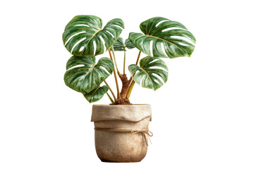 Fototapeta premium PNG Lush monstera plant in rustic burlap-wrapped pot on black background