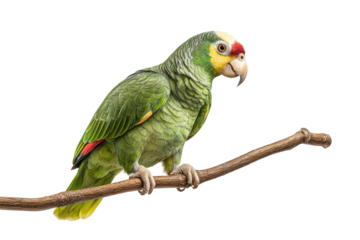 PNG Colorful amazon parrot perched on branch with detailed plumage