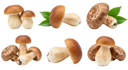 A collection of fresh mushrooms displayed on green leaves, showcasing their natural textures and colors against a white background