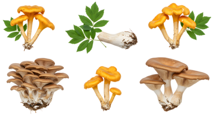 Vibrant assortment of edible mushrooms and fresh herbs displayed against a clean background, ideal for culinary use