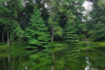 A pond surrounded by greenery , with noticeable coniferous trees reflecting in the water