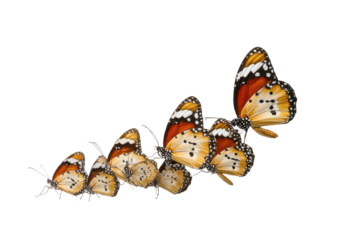 PNG Monarch butterfly life cycle: transformation from caterpillar to adult butterfly