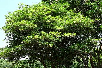 Japanese ternstroemia tree. Pentaphylacaceae evergreen tree. A symbolic tree known as the 